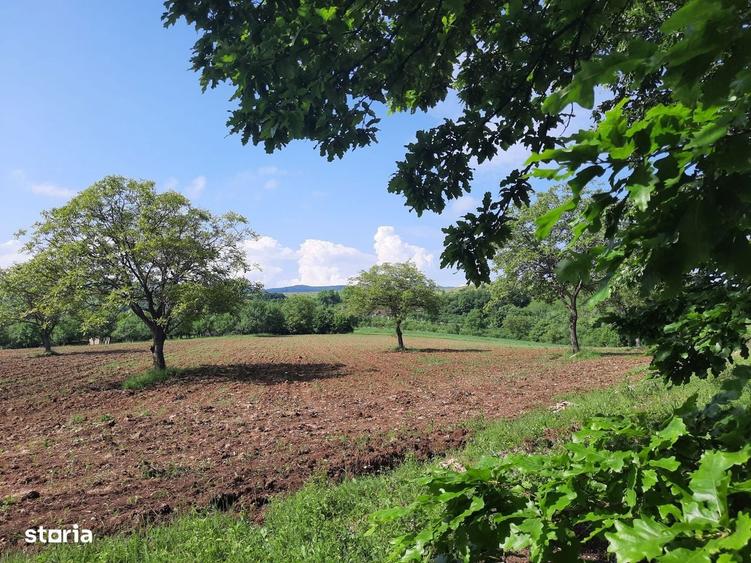 Fizes (Sag, Salaj) - 17.800mp teren intravilan + extravilan cu CF, PF - 3