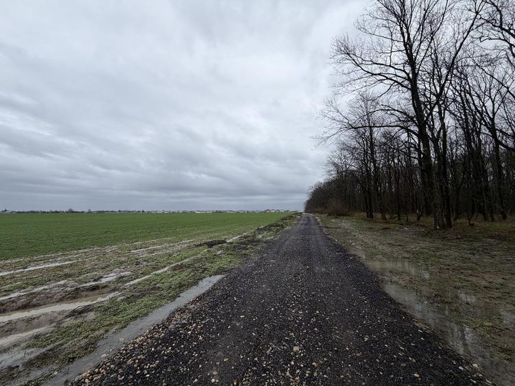 Teren intravilan de vanzare Dascalu la marginea padurii - 4