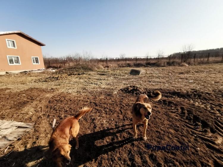 Silistea Snagovului teren intravilan 900 mp + 100 mp drum servitute - 4