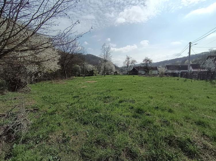 Tern cu casa batraneasca de vanzare - 2