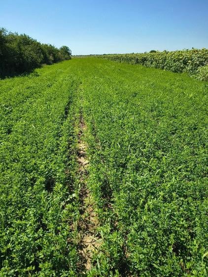 Teren de 5000 mp, în Central