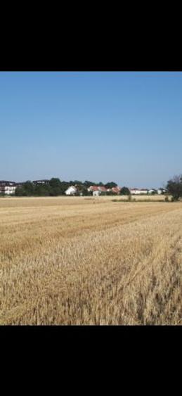 Teren Bragadiru 2500 mp. arabil 10x250m. Plantat grau - 2