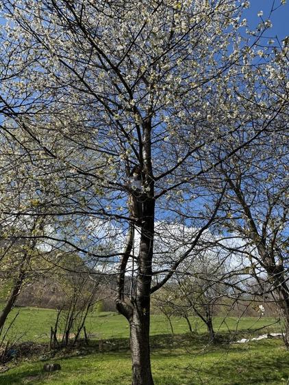 Teren in Bran Predelut la poale de munte intravilan - 3