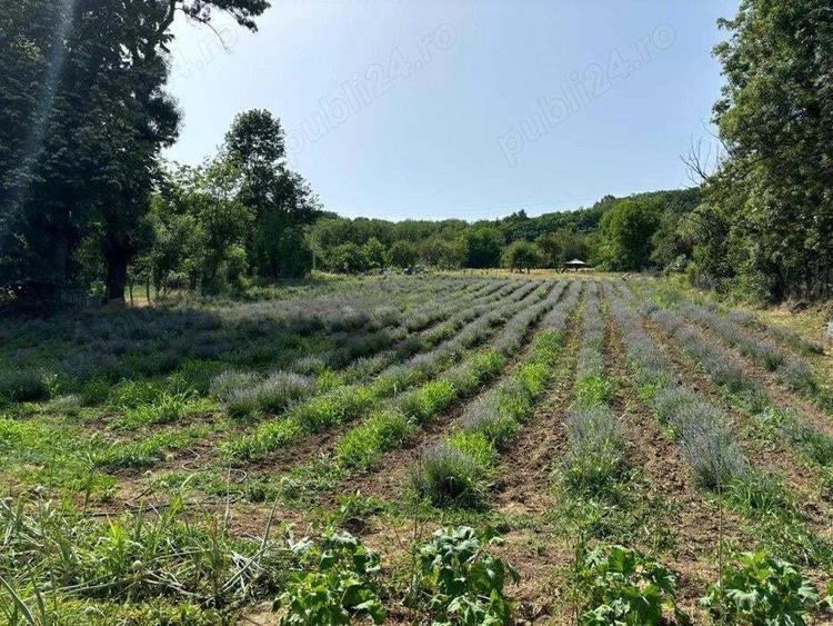 Casa renovata in stil occidental, cu planta?ie de lavanda! - 7