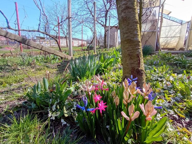 Casa in Cheriu + o casa restaurata cu 1277mp  livada si gradina - 13