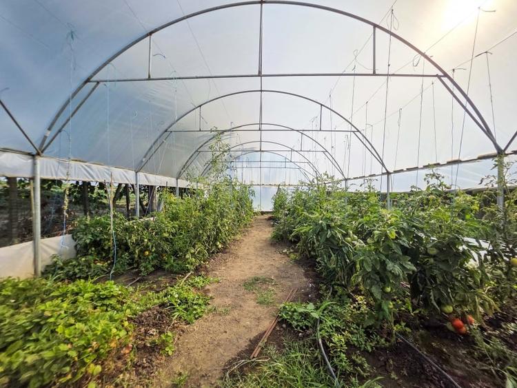 Ferma de vanzare – Oportunitate unica la doar 20 de minute de Constanta! - 24