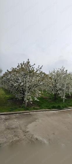 Livada 600pomi de 12 ani,cu casa 2camere,baie ,bucatarie,10000mp - 8