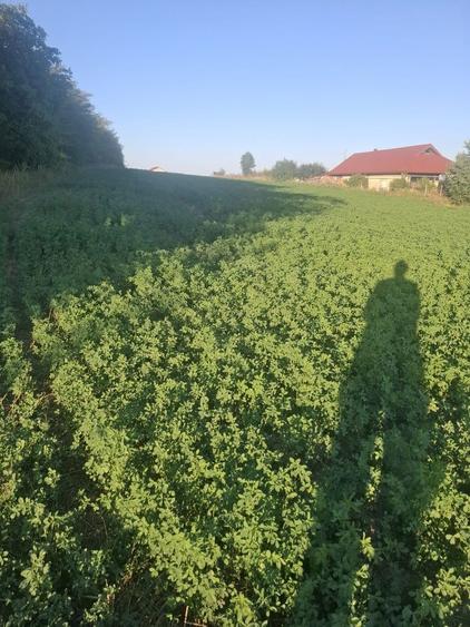 Vand teren intravilan in curtesti - 3