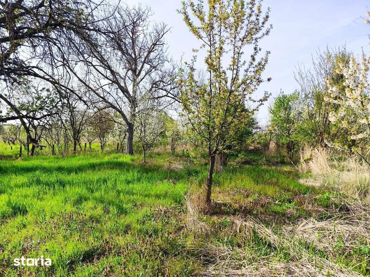 Casa la tara in Petid, Bihor, teren 4.122 mp, acces auto - Vanzare - 3