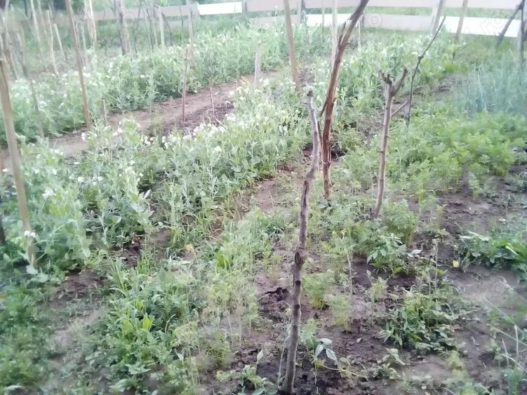 Casă cu 3 camere cu Teren 4434 Mp în Geaca