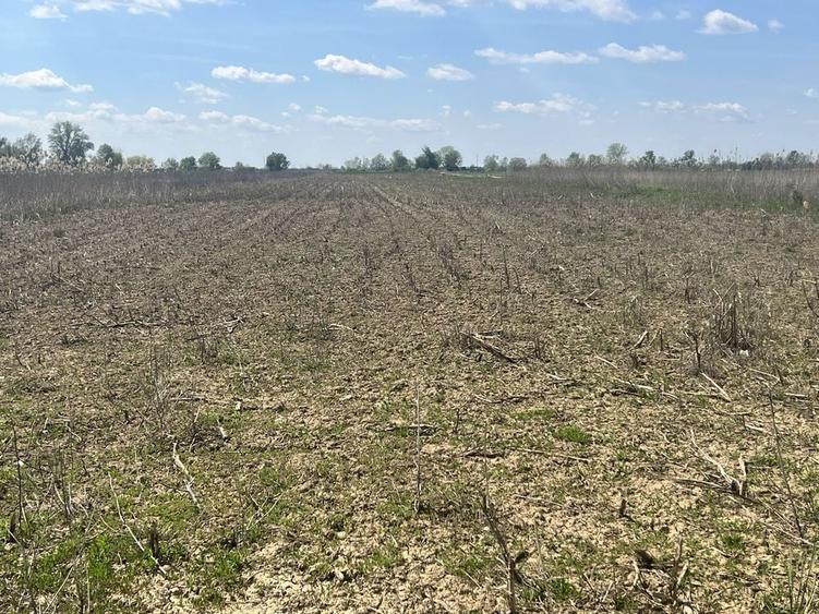Teren agricol Slobozia Moara 8544 mp acces la drum asfaltat si la 1 km de DN7 - 4
