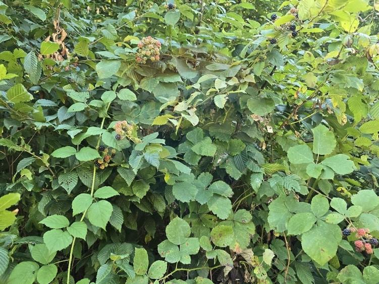 Teren 4,000mp Pascoaia / Soseaua Punctul Chiliilor - 7