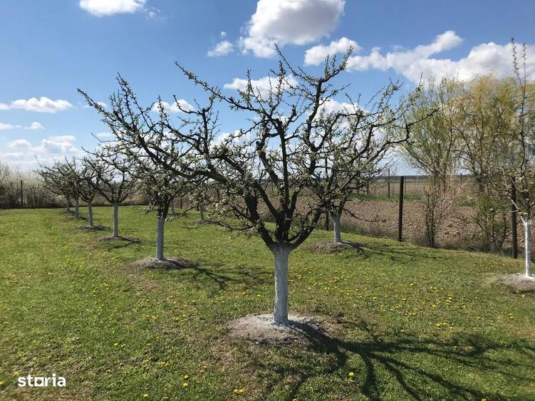 Teren 3000 mp cu pomi fructiferi - 3