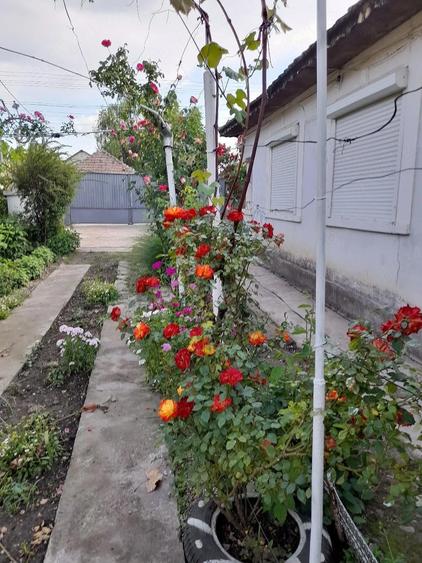 casa de vanzare in Baile?ti - 2