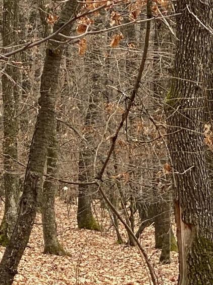 Teren 2019 mp + drum 307 mp, Dambul Rotund, str. Lombului, langa padure! - 5