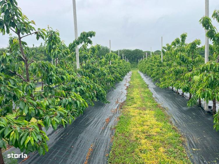 Teren Intravilan 17.714 Mp Scrovistea / Balteni Langa Padure - 7