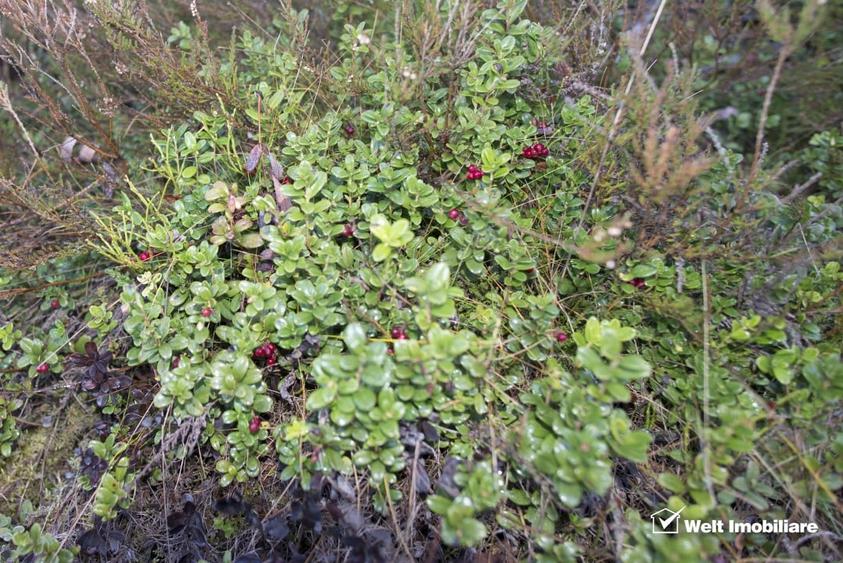 Se vinde teren cat un munte in Apuseni - Poiana Horea - 10