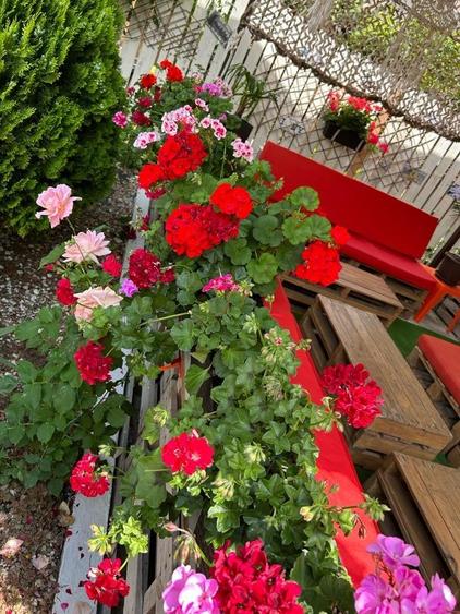 Ultracentral Pensiune Costinesti 19 Camere - 3