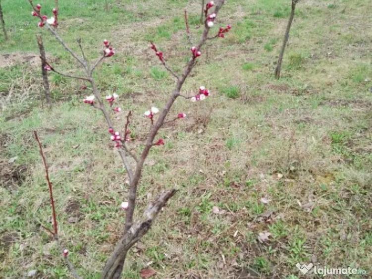 Teren intravilan de vanzare in Calarasi langa Turda! - 7