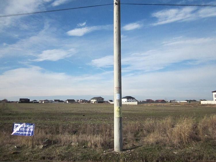 Domnesti-Crengutei-Narciselor - 11