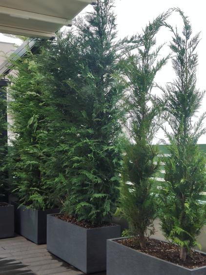 Theodor Pallady - vanzare penthouse - 2