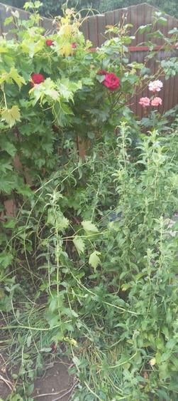 Casa 3 camere curte 250mp centrala Glina - Ilfov Bucuresti - 13