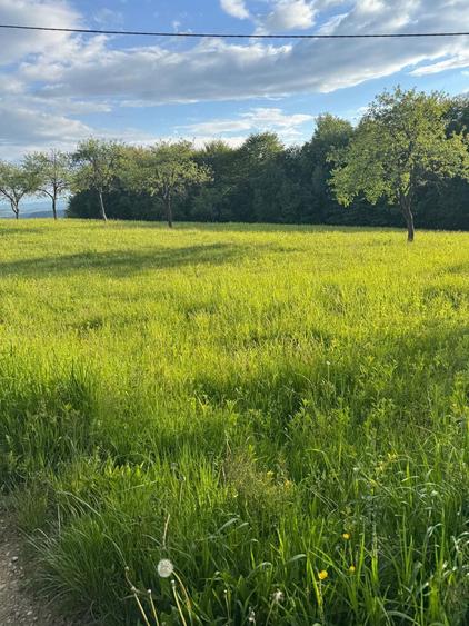 Pamant de vanzare - 7