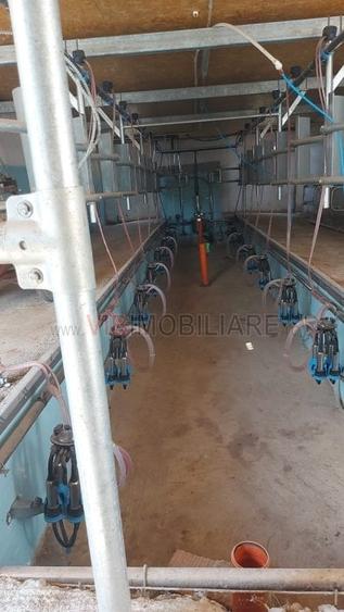 Ferma zootehnică funcțională, populată cu peste 200 capete bovine, aproape de Sâ - 5