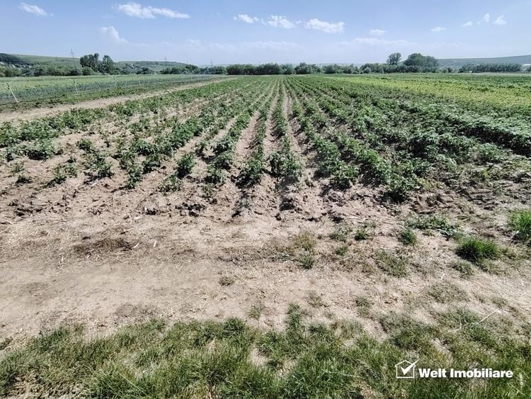 Teren agricol extravilan de 10000 mp, în Jucu de Mijloc