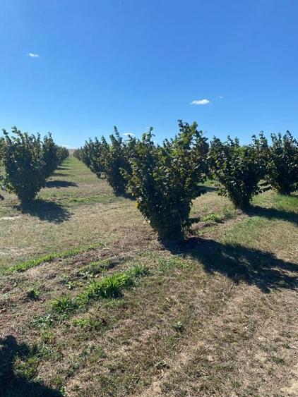 Vanzare plantatie pomicola ALUN pe rod 10,8 HA, hala productie, utilaje - 1