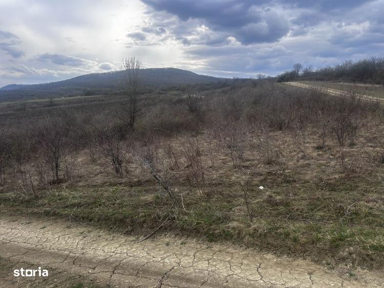 Teren Extravilan Sigmir Drumul Cailei 5100 mp - 16000 euro. - 2