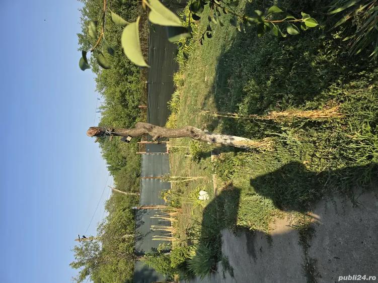 de vanzare casa la tara - 8