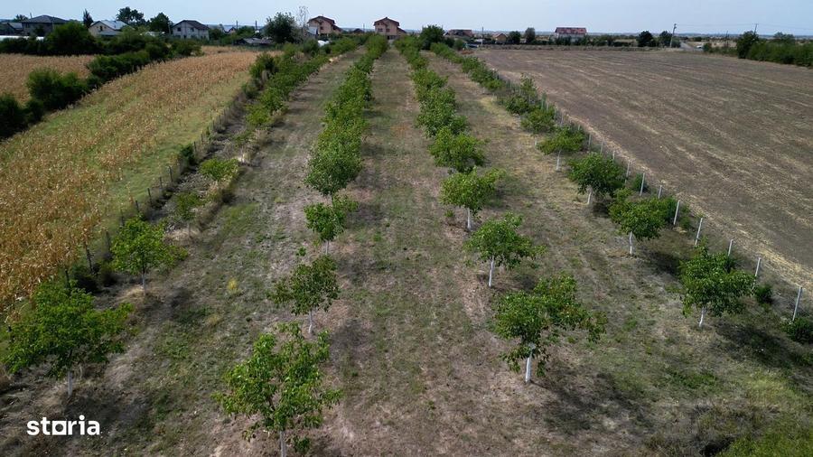 Vanzare teren 9654 mp, deschidere 27m, comuna Dobra, sat Dobra - 5