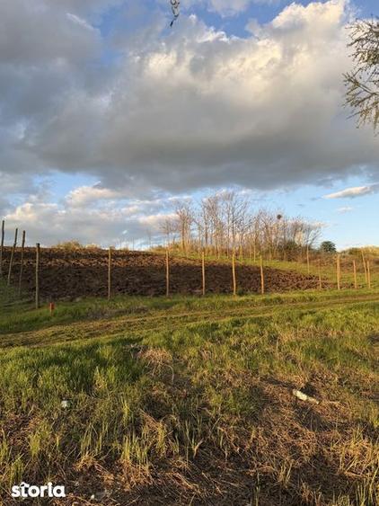 Teren de vanzare Walter Maracineanu Comuna Iepuresti judet Giurgiu - 1