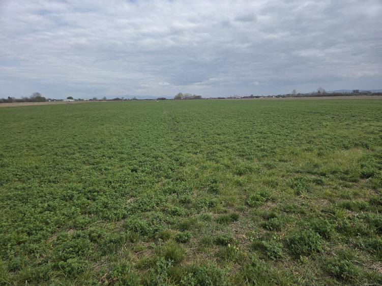 Vand teren extravilan la capatul strazii Aleco Russo in spate la noul CBA - 5