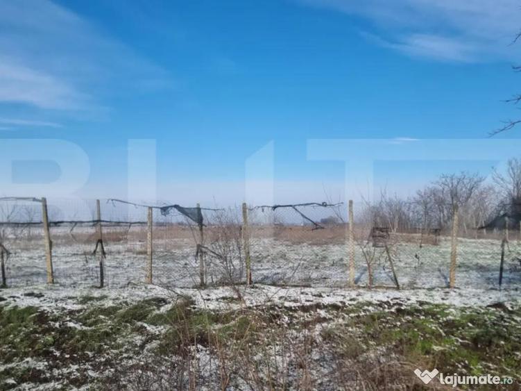 Teren cu livada Nuci- Oportunitate investitie- CioraniPh - 7