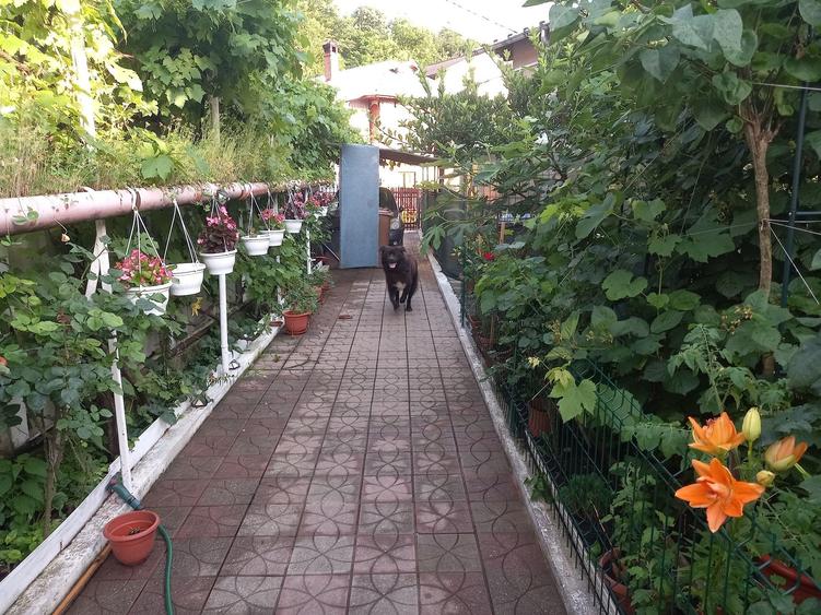 Casă cu 3 camere în Central
