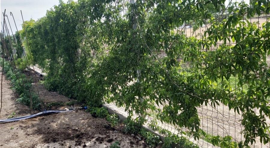 OCAZIE! Teren Intravilan-3417mp-POIANA, CONSTANTA - 6