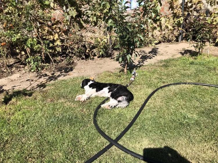 Casa vanzare Casa Tineretului Craiova - 10