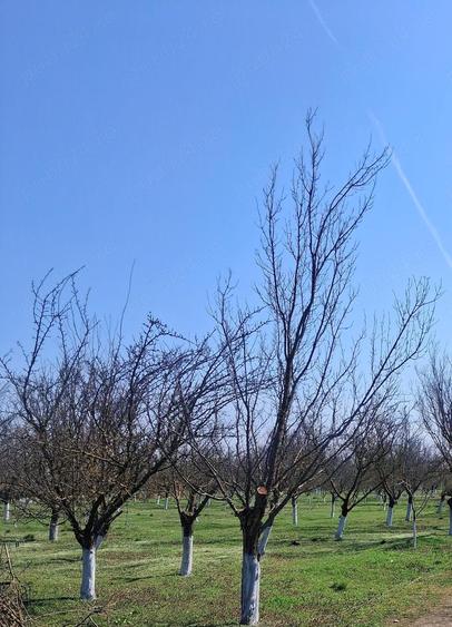 De vanzare - 3