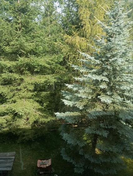 Vand cabana intr-un loc de poveste, in sta?iunea Muntele Bai?orii, inainte de cabana Militarilor. - 9