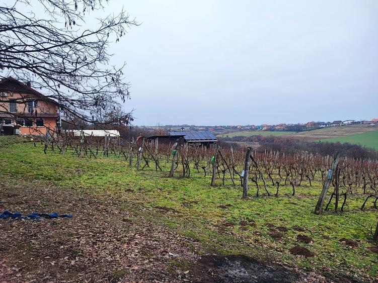 37 arii intravilan Viile Satu Mare - 8