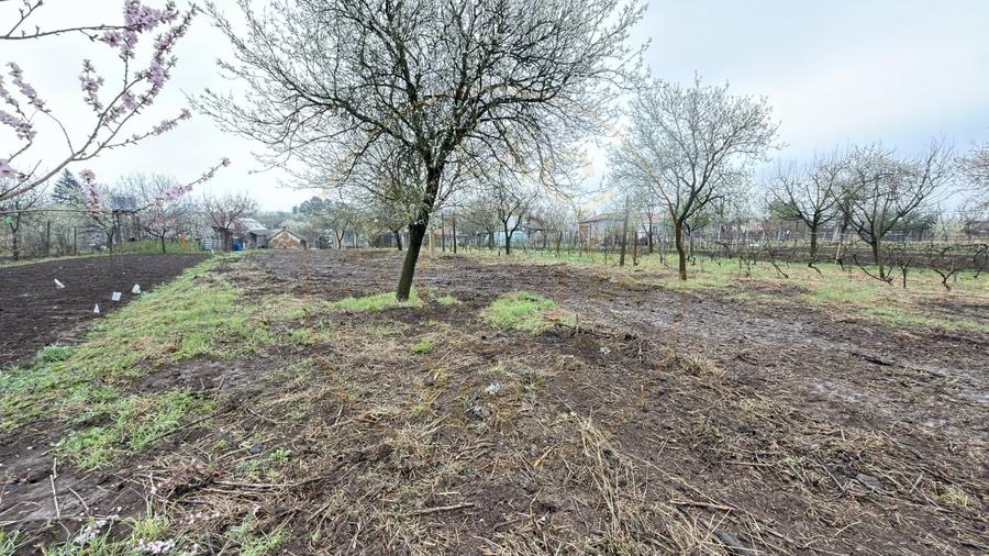 De vânzare 2 Case de vinificație cu Teren 4108 mp - Grădina Viilor - Carei - 18