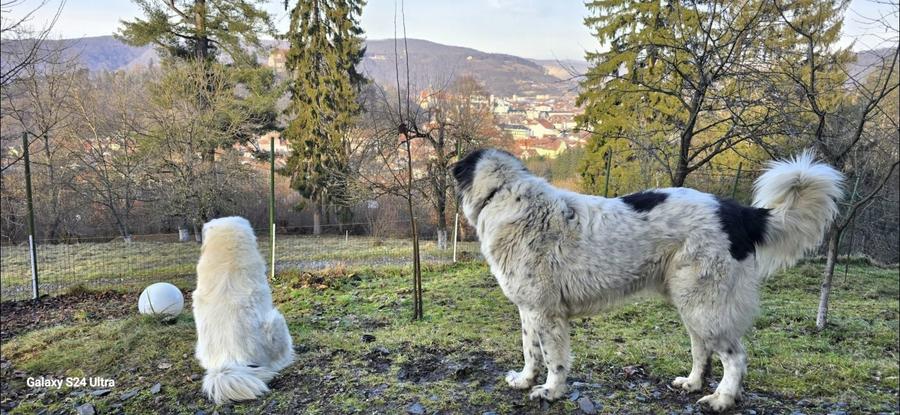 Proprietate unica in Sighisoara 33000mp + casa de 280mp - 2