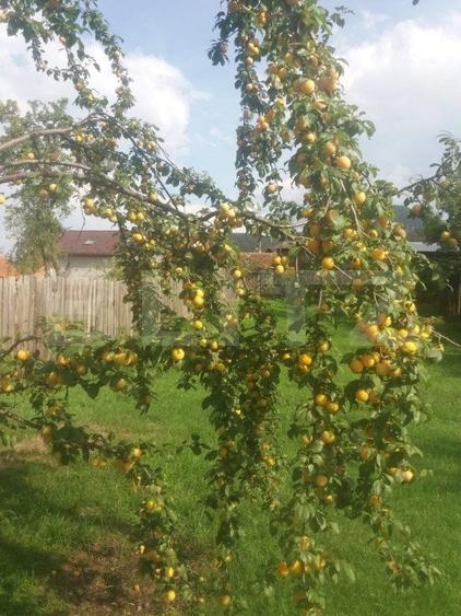 Vanzare Casa in Sacele - Locuinta cu Teren Generos cu Potential -de Renovat - 19