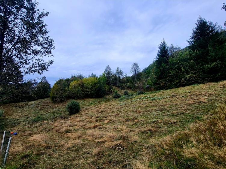 Teren Arsita Poienii - 2