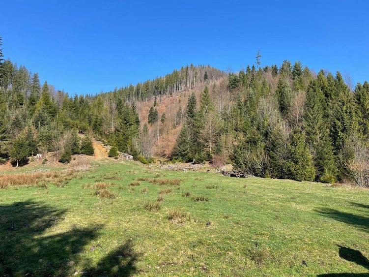 Teren cu vegetatie forestiera ( padure ) - 3