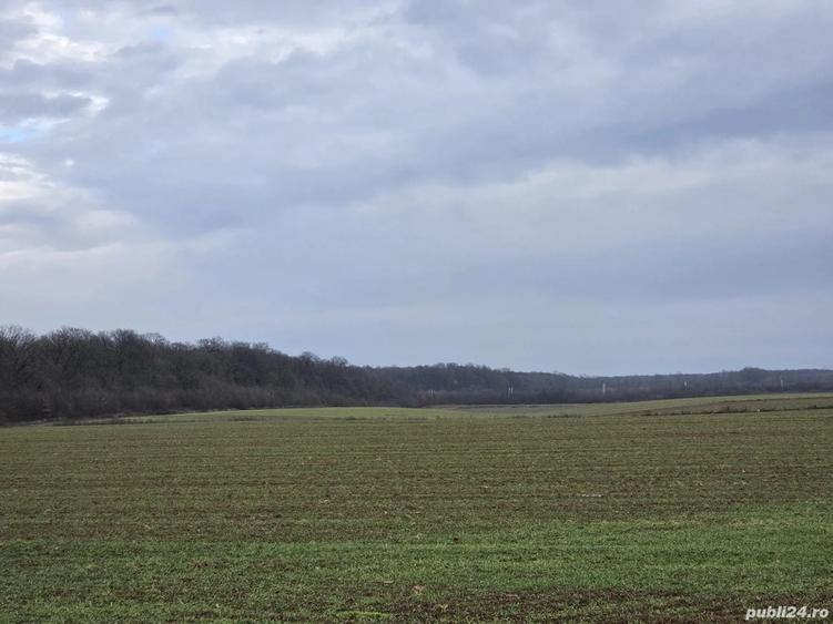 Teren 15000 mp intr. in Scrovistea langa Snagov - 6