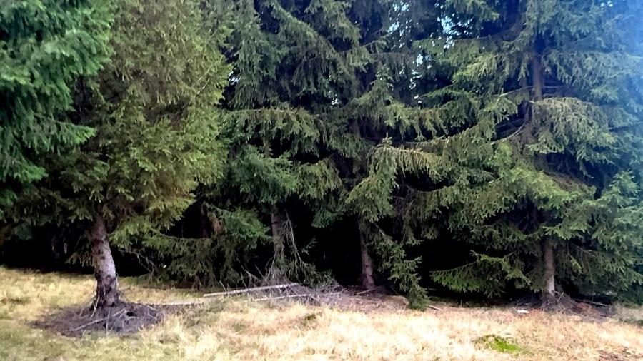 Vanzare 5,3 ha pasune deasupra Voronetului Suceava - Proiect Turistic - 23