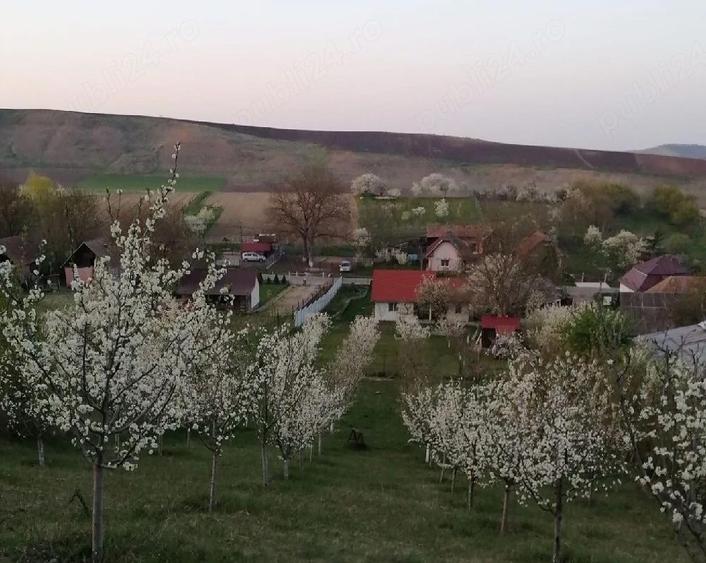casa de vanzare in Ludu? judetul Mure? strada Avrame?ti - 1